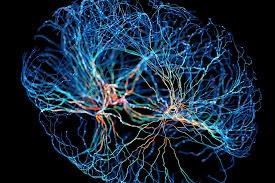 Neuroplasticità e terapia con specchio